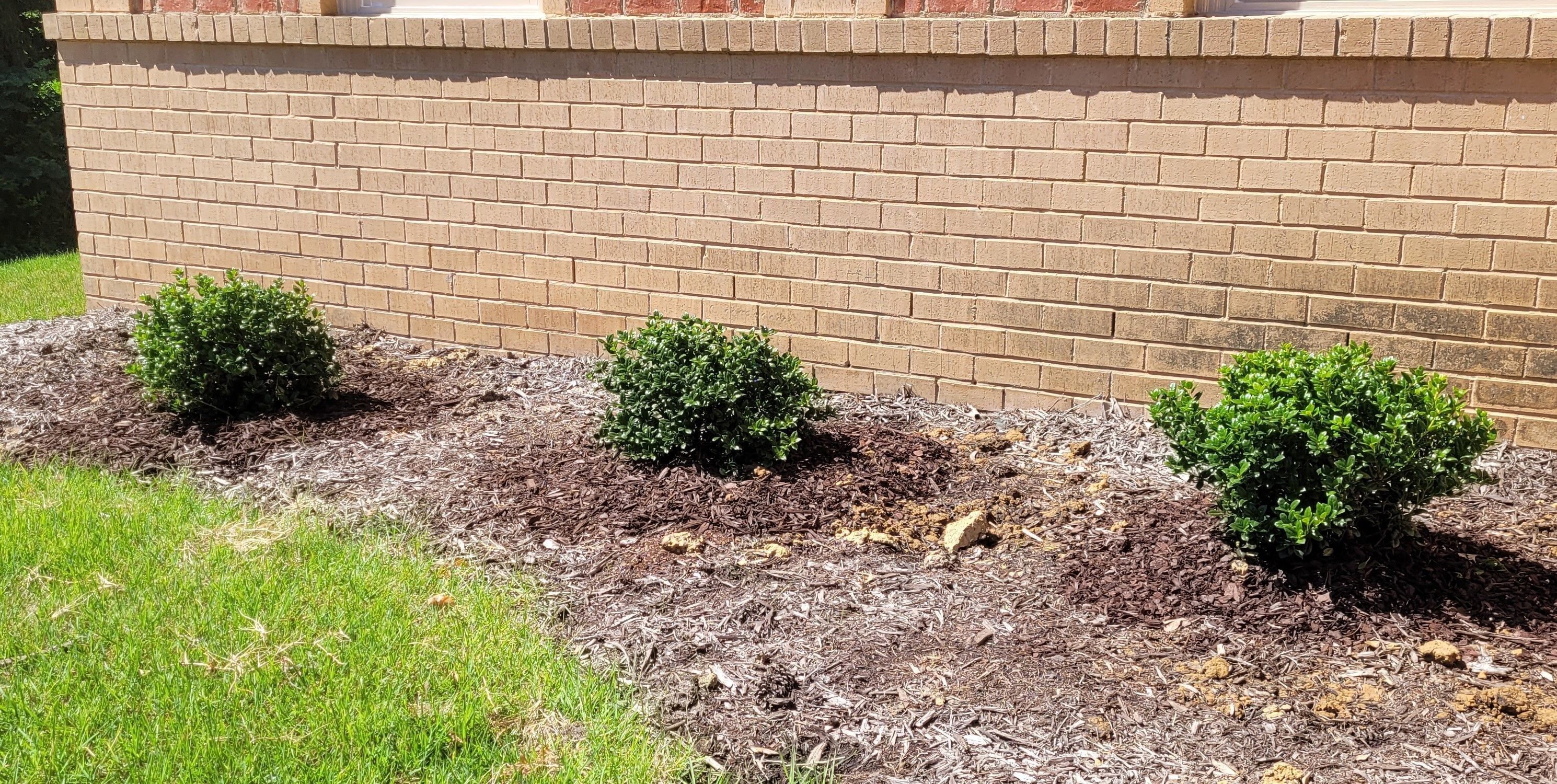 Plants from Dabney Nursery