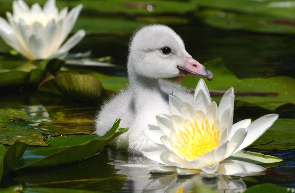 The Trumpeter Swan Society wisely uses your donations to support Trumpeter Swan conservation. Our financial statements report our income and expenses and the areas of use.