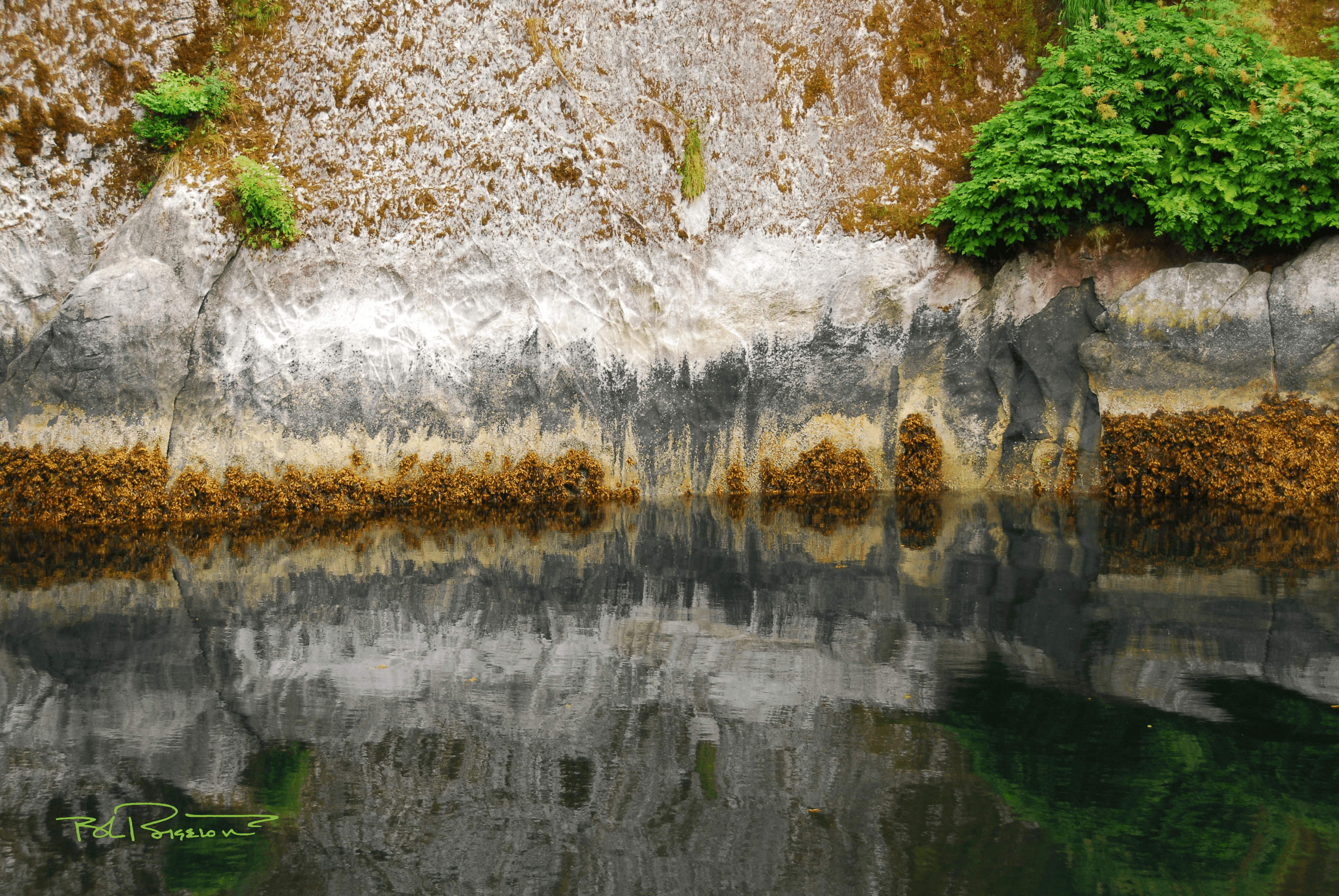 Reflection with Bush