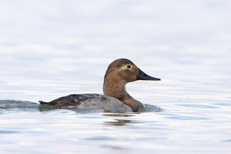 Canvasback