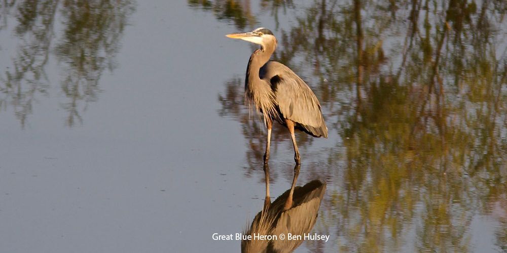 Great Blue Heron