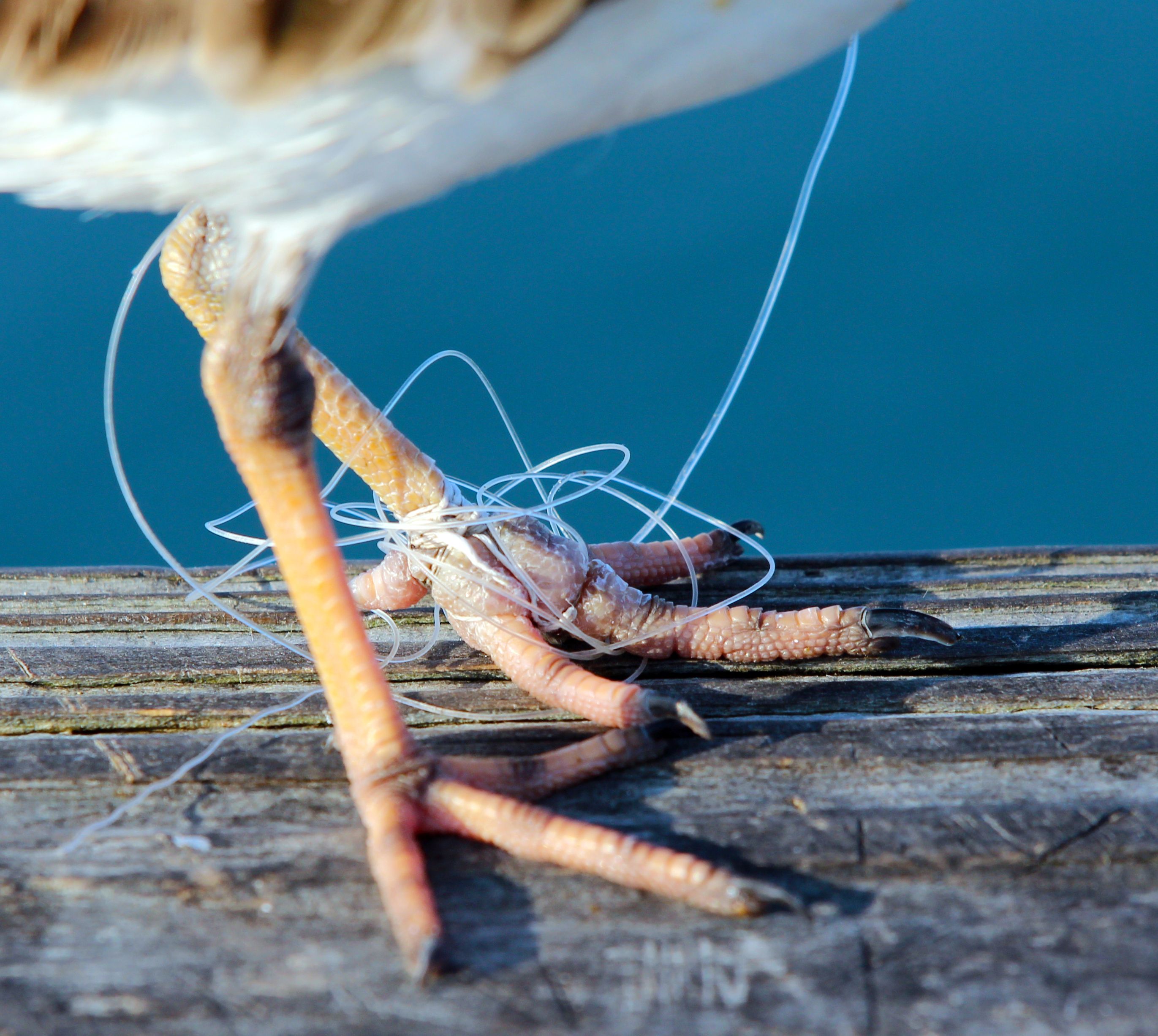 Study: Most Of The Plastic Found In Seabirds' Stomachs Was Recycleable