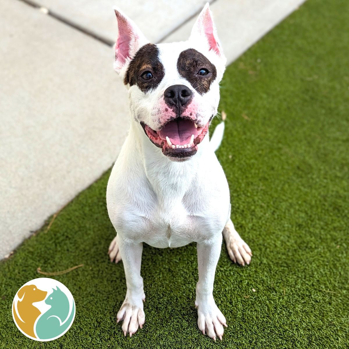 Dogs & Puppies Adopt Toledo Animal Rescue