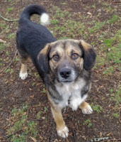 Hansel - ADOPTED