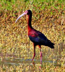 White-faced Ibis (breeding plumage)