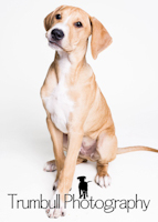 Zorro - ADOPTED