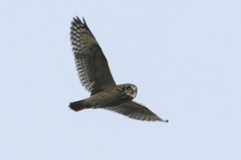 Short-eared Owl