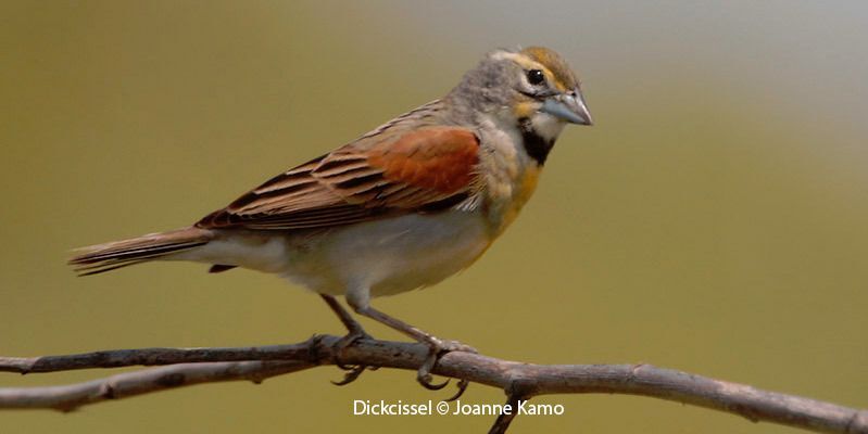 Dickcissel 