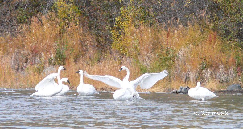 My Swan Story - by Gregory Cook