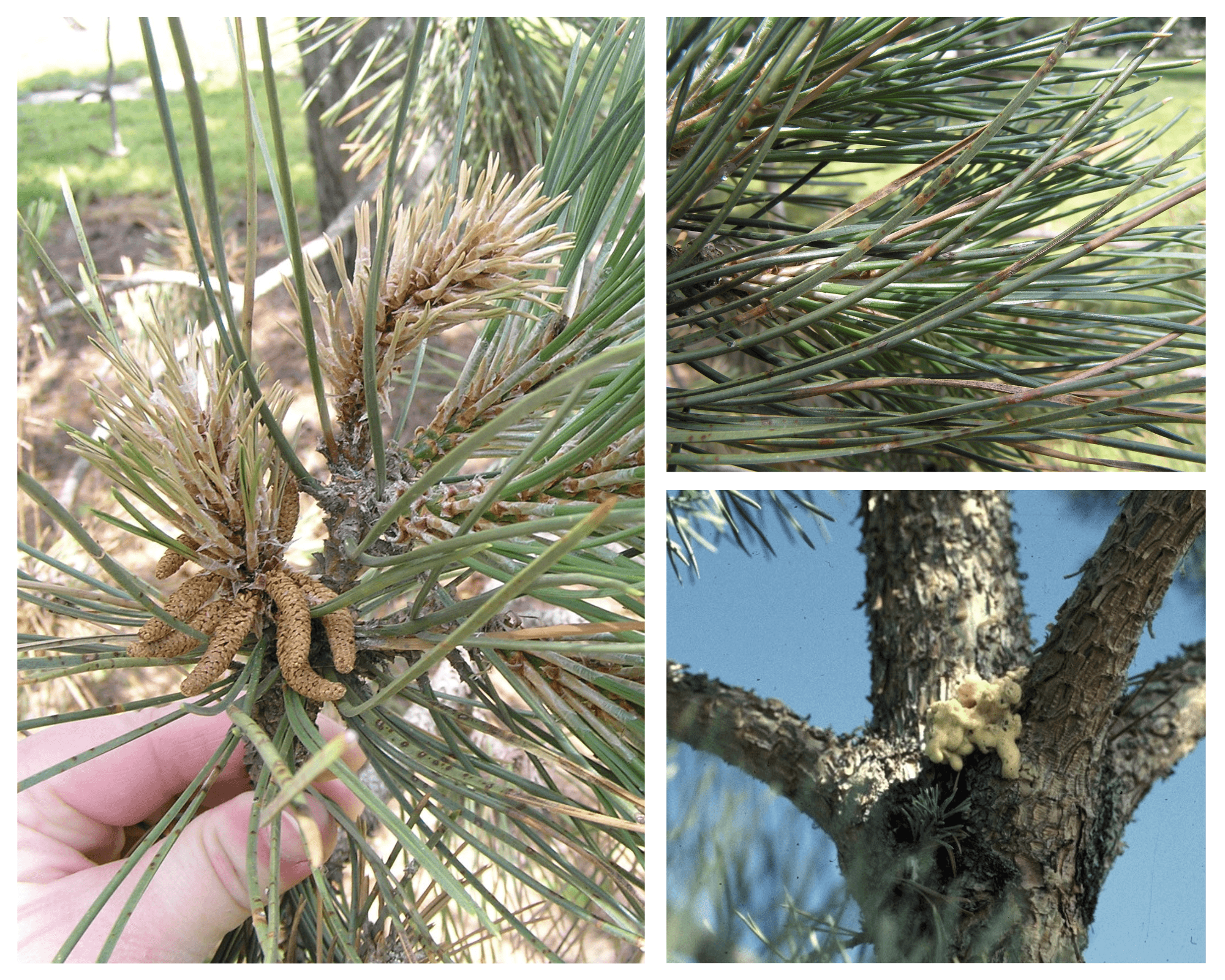 Control Your Pine Pests