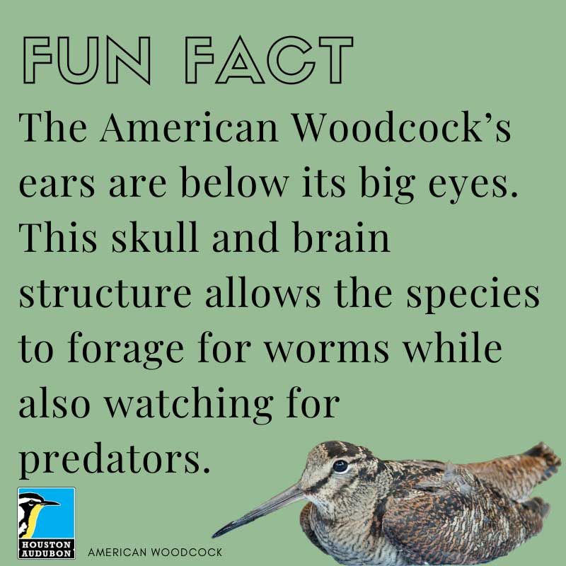 American Woodcock fun fact