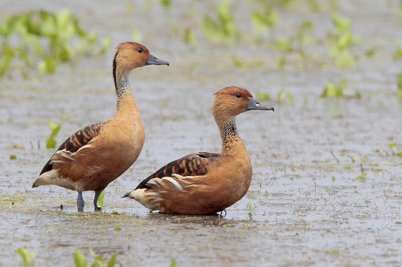 Fulvous Whistling-Duck