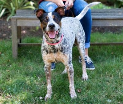 28 DAYS OF VALENTINE RESCUE DOGS CHALLENGE
