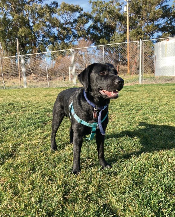 New Life K9s service dog, Apollo.