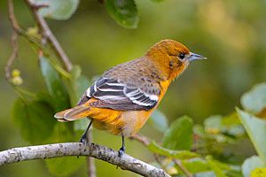 Baltimore Oriole