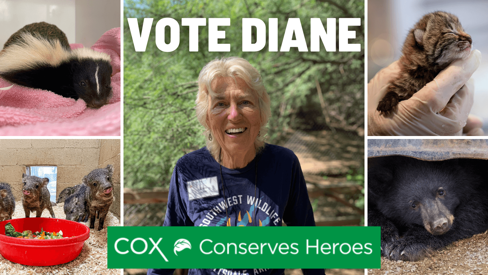 Southwest Wildlife volunteer Diane Vaszily surrounded by baby animals she's helped rescue, rehabilitate, and release