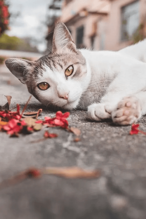 Animals adopted