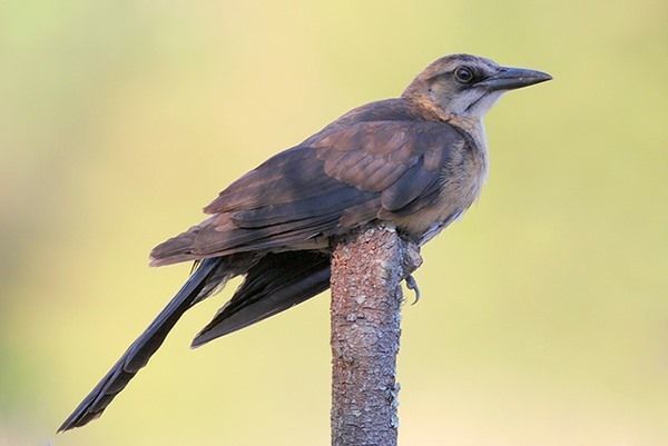 Common Grackle (female)