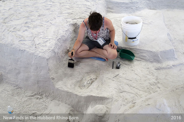 Ashfall Fossil Beds About Ashfall Fossil Finds Gallery   2b3691c2 4944 43fa 99e2 6c40893dfa78 