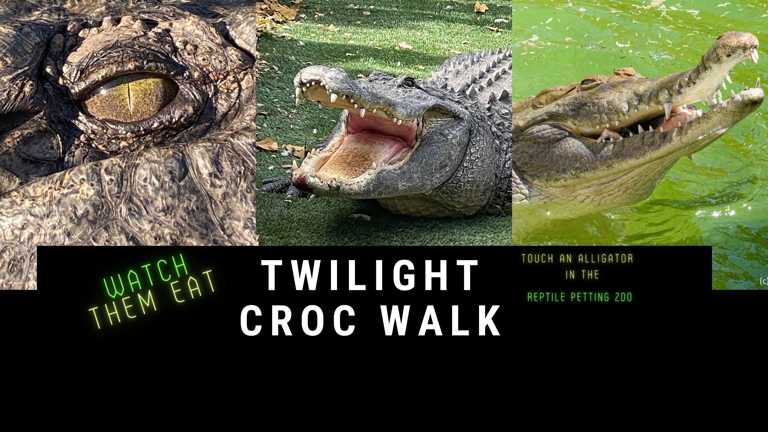Twilight Croc Walk