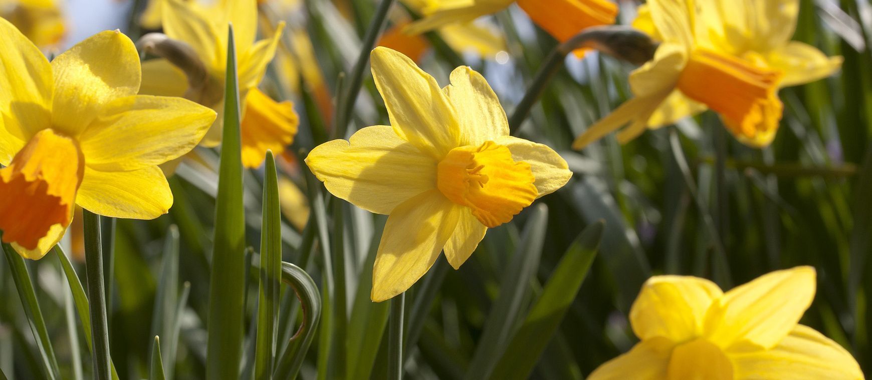 field of daffodils