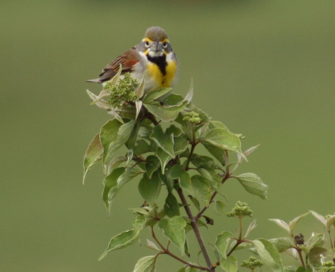 Get out of town and into the wild: May and June field trips