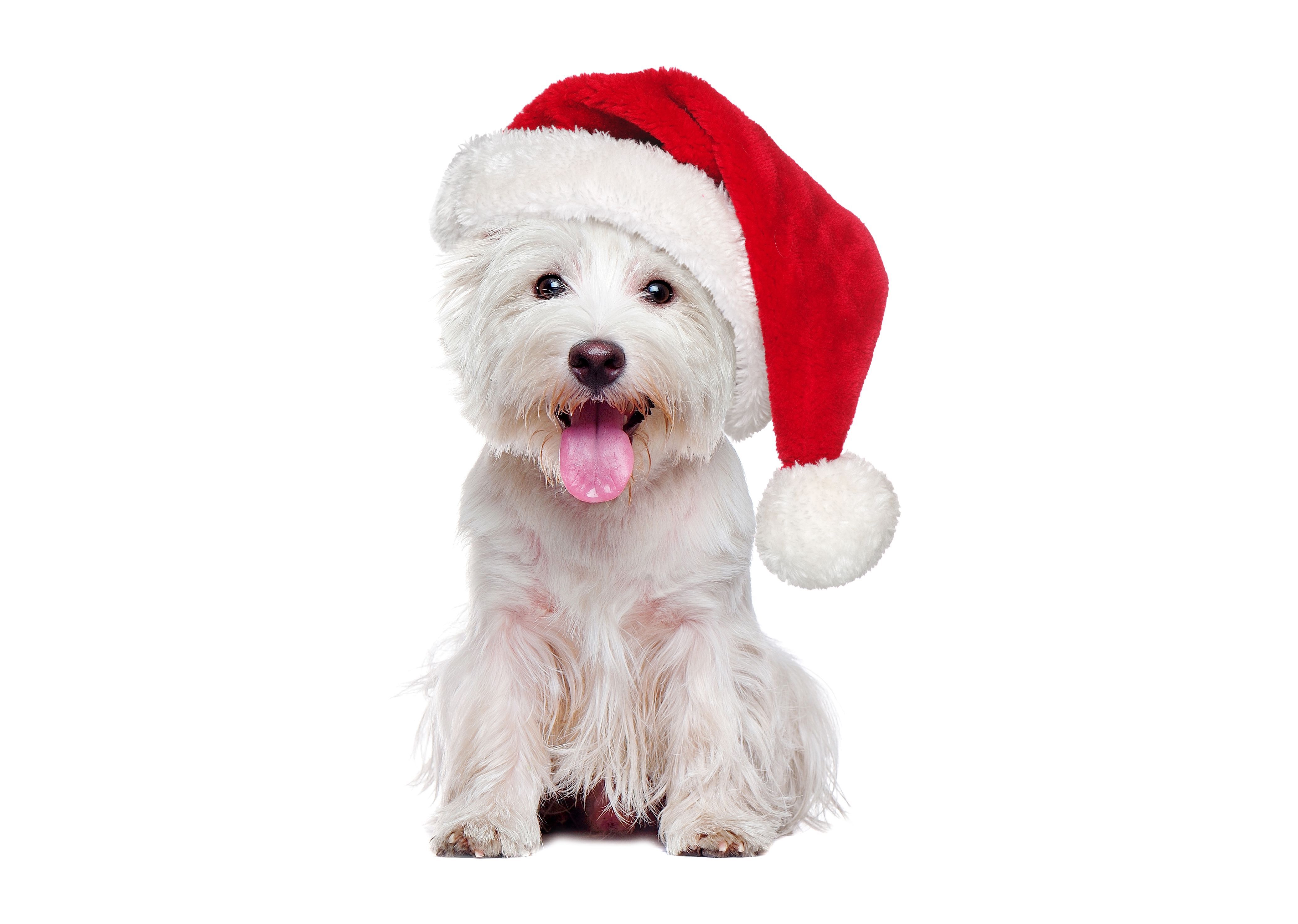 It's Time to Play Santa: Deck the Paws at TCHS this Season!