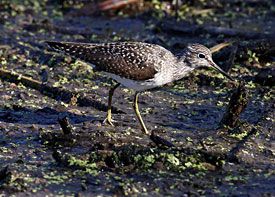 Beak of the Week: Solitary Sandpiper