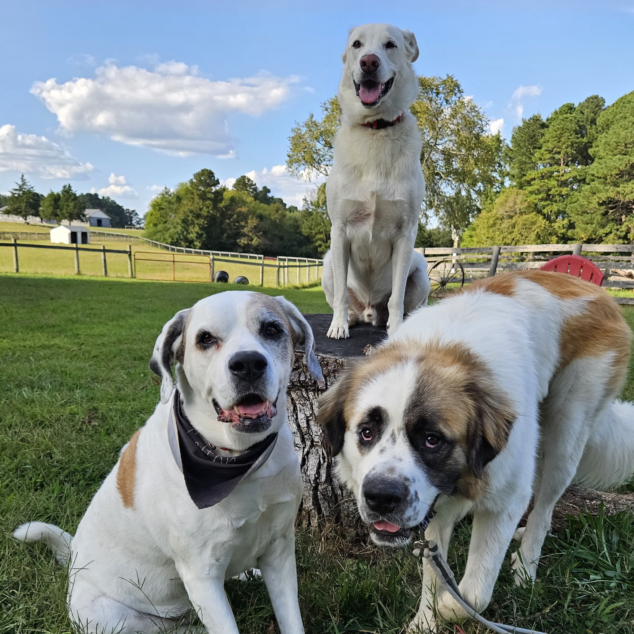 Forming the Country Bucket Trio