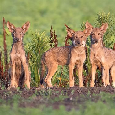 A red wolf in front of a chain link fence