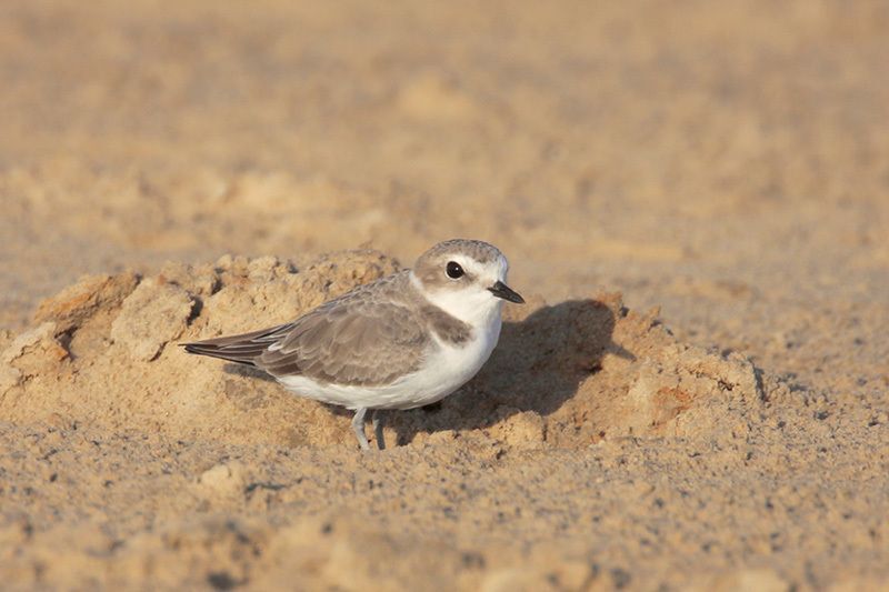 Snowy Plover