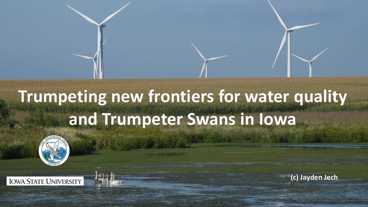WEBINAR: Trumpeting new frontiers for water quality and Trumpeter Swans in Iowa