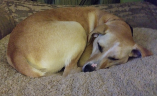 Tucker