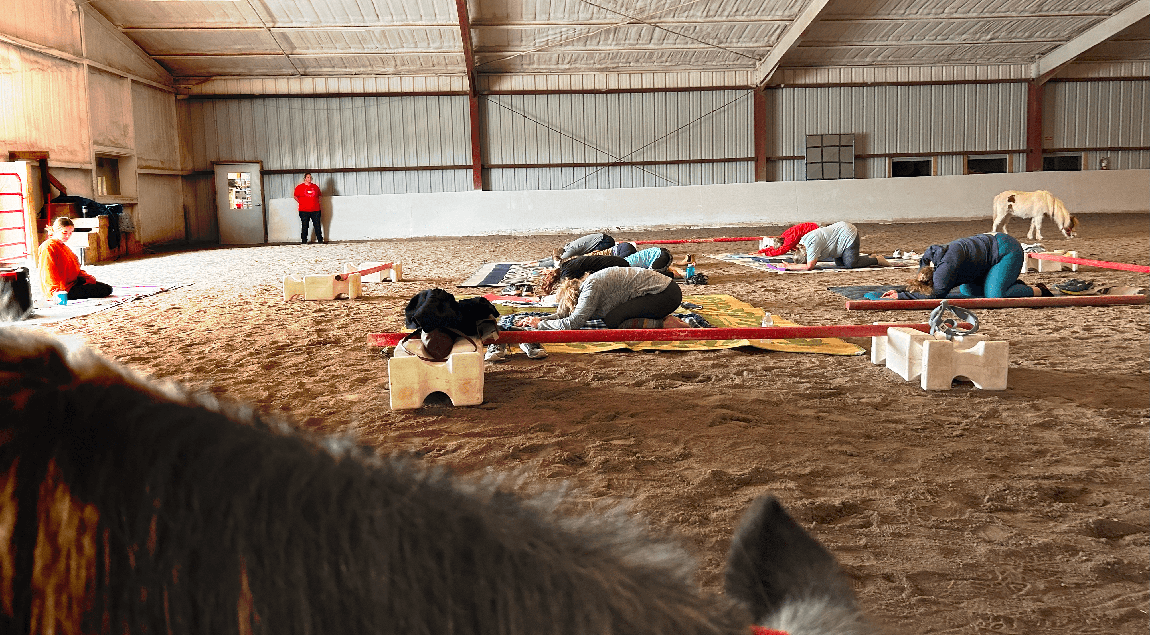 Yoga with Mini Horses