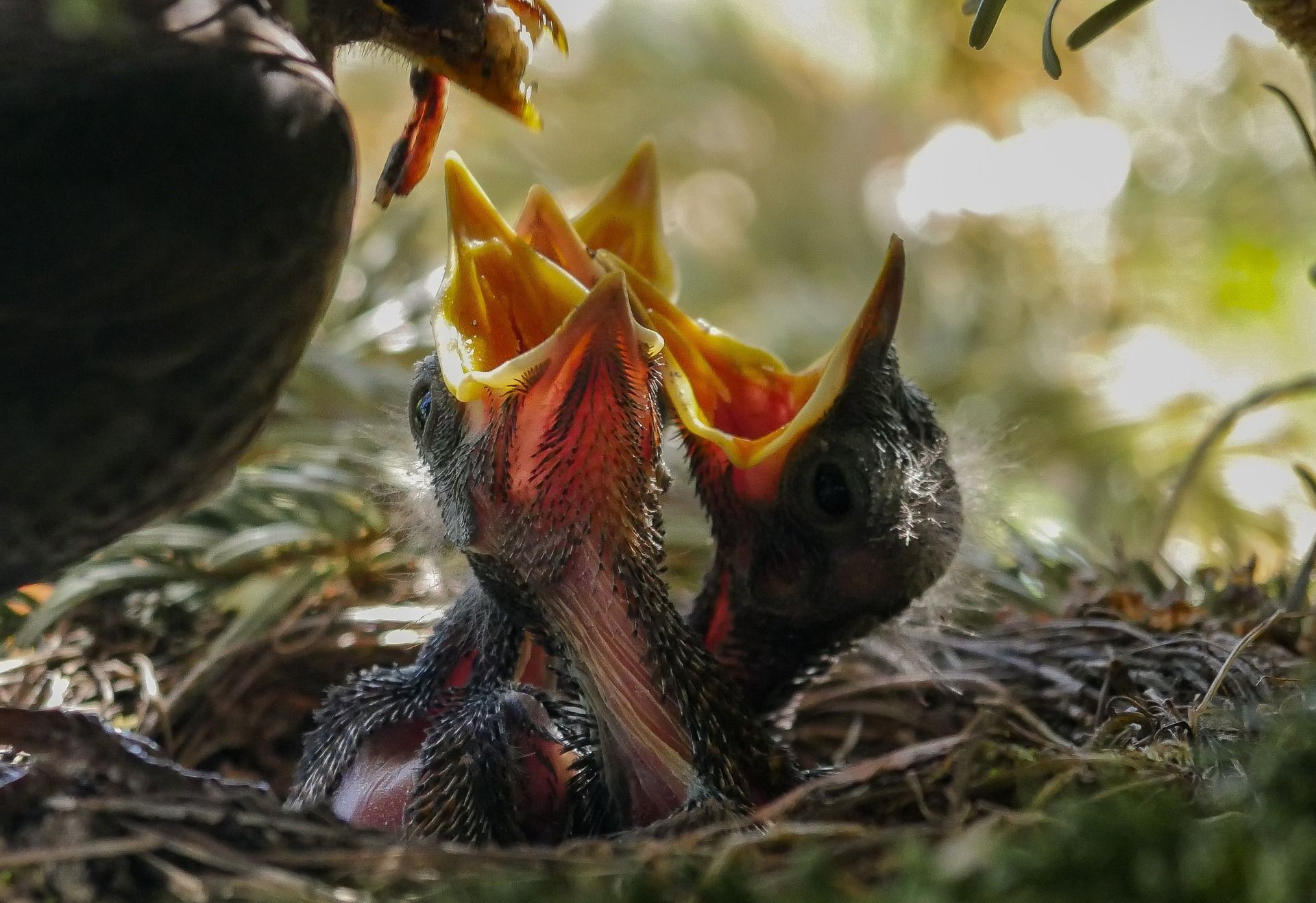 Robin nestlings being fed