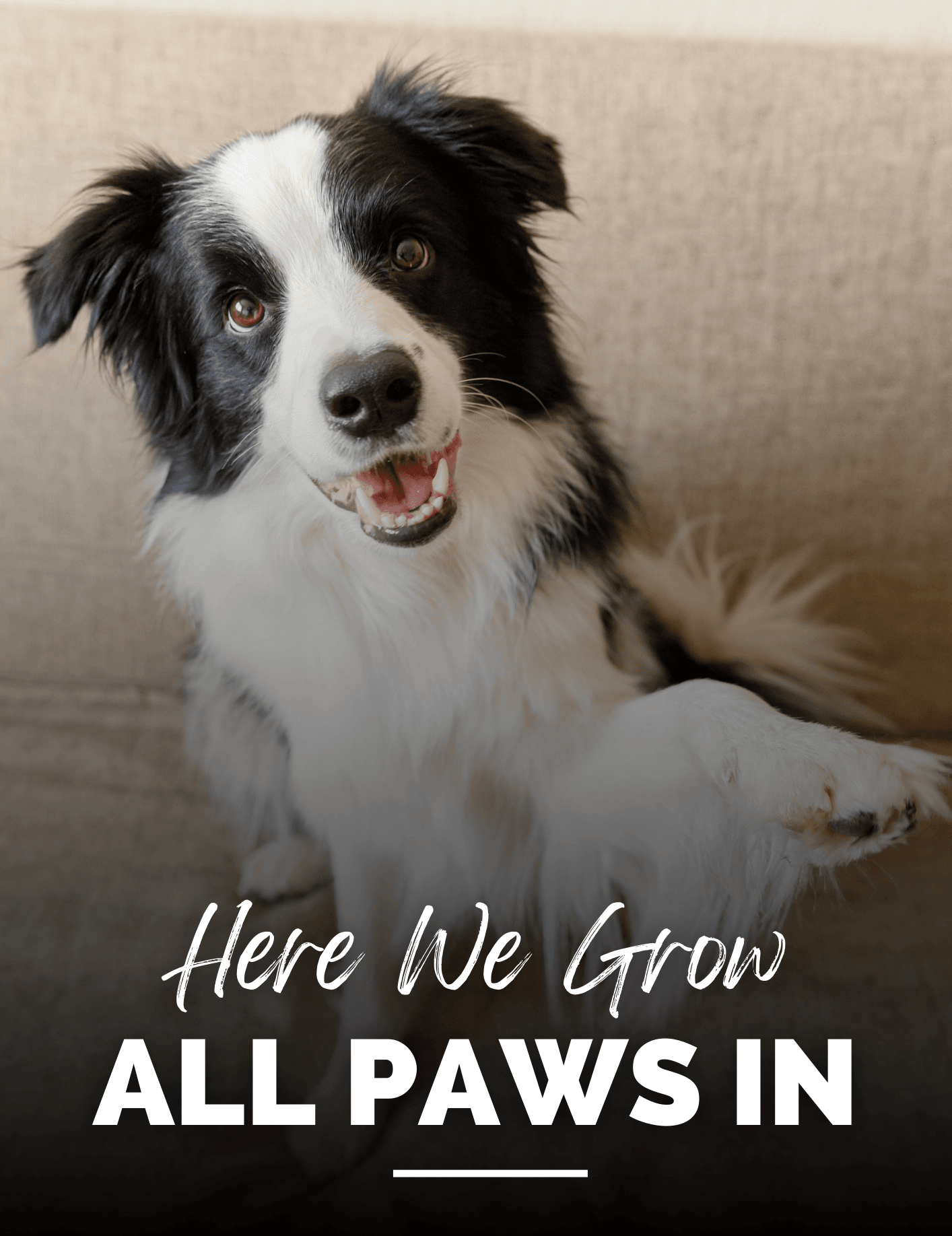 Happy Border Collie with paw up.