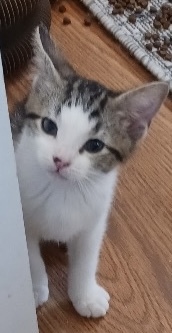 Adam