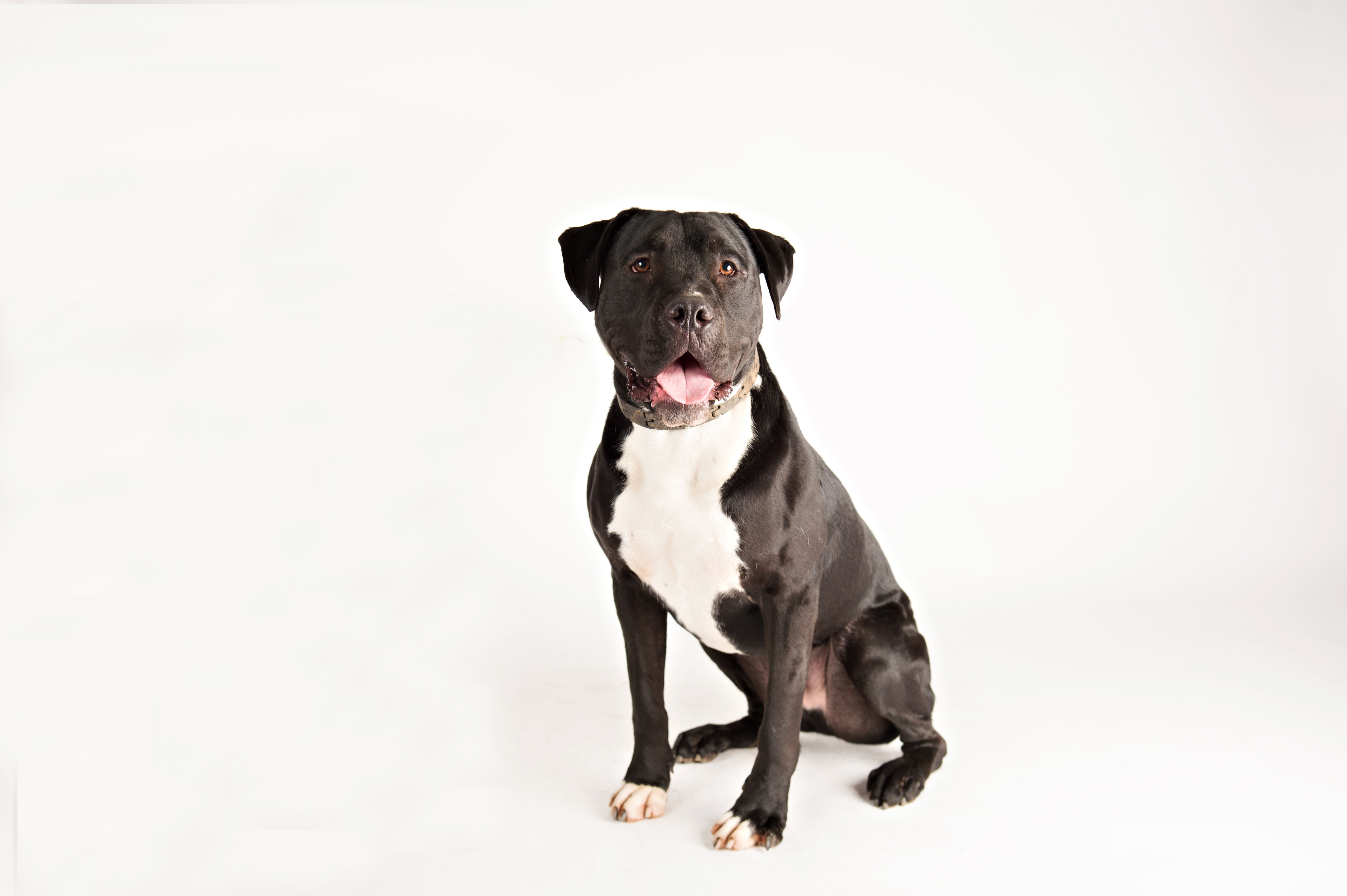 Adopt-a-Dog, Inc. : Home