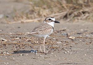 Wilson's Plover