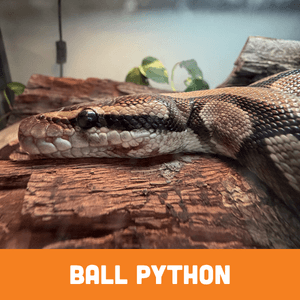 Ball Python