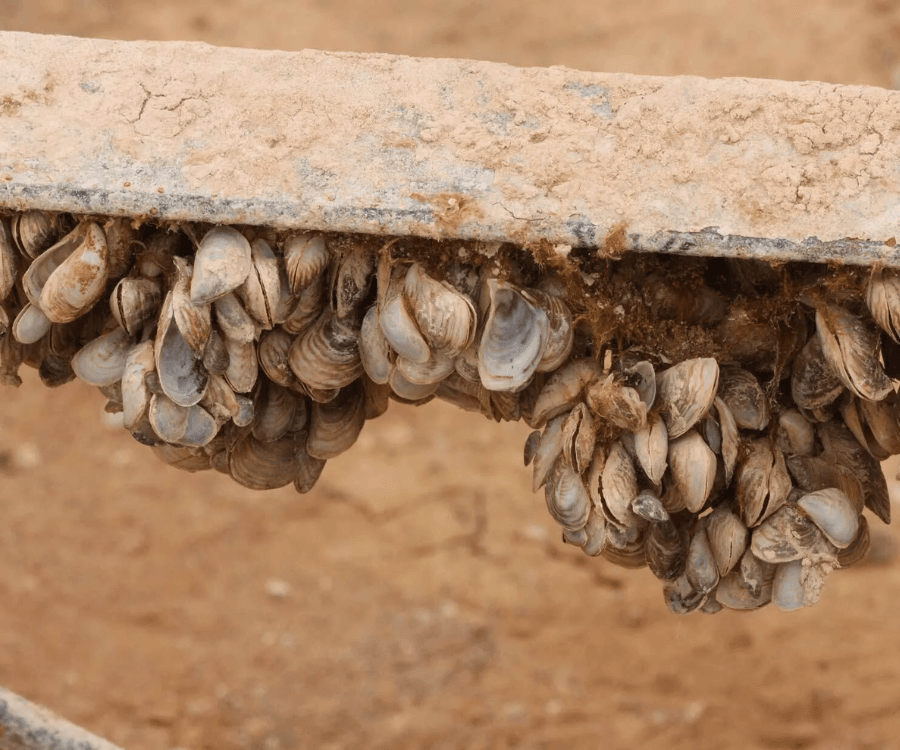 Quagga and Zebra Mussels