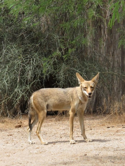A wild coyote in front of a fence covered in vines looks directly at the camera, ears at alert.