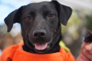 Bailey - ADOPTED