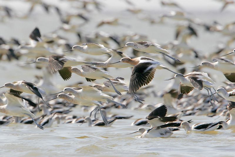 American Avocets