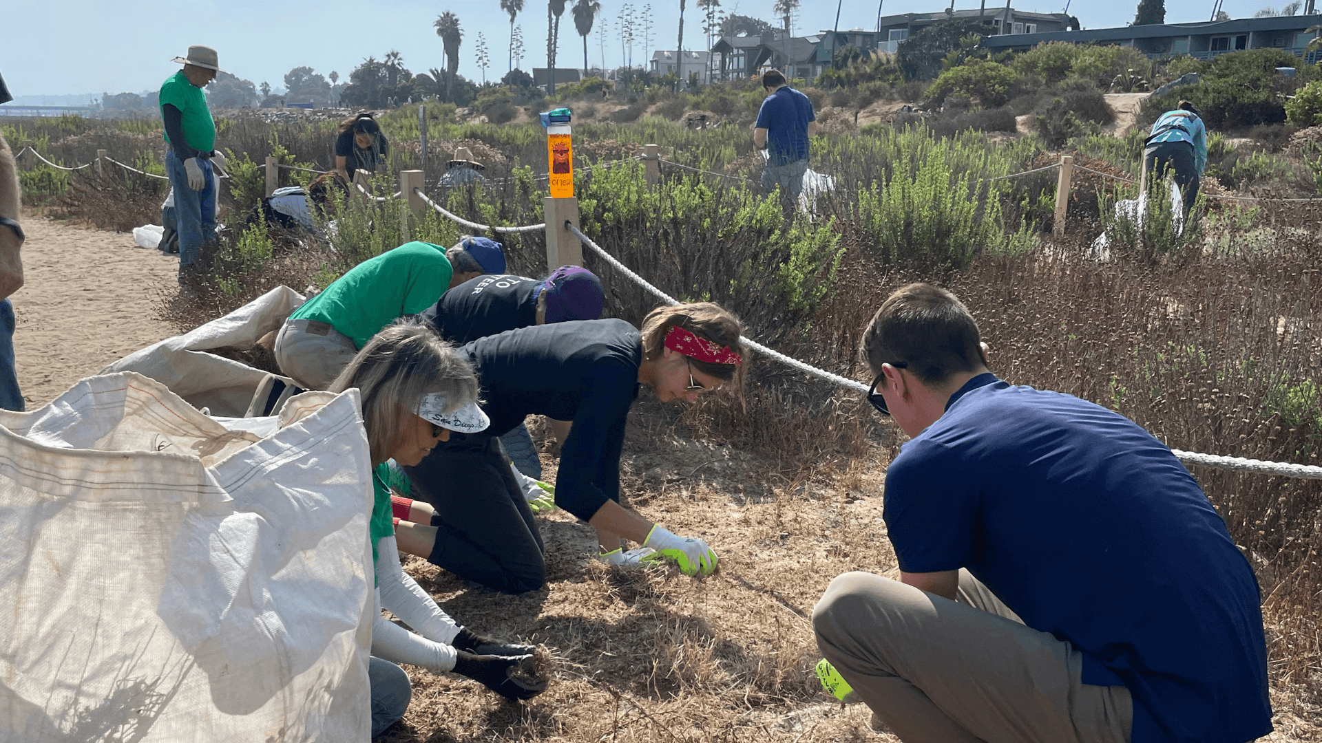 Volunteers pull weeds from the San Diego River Mouth