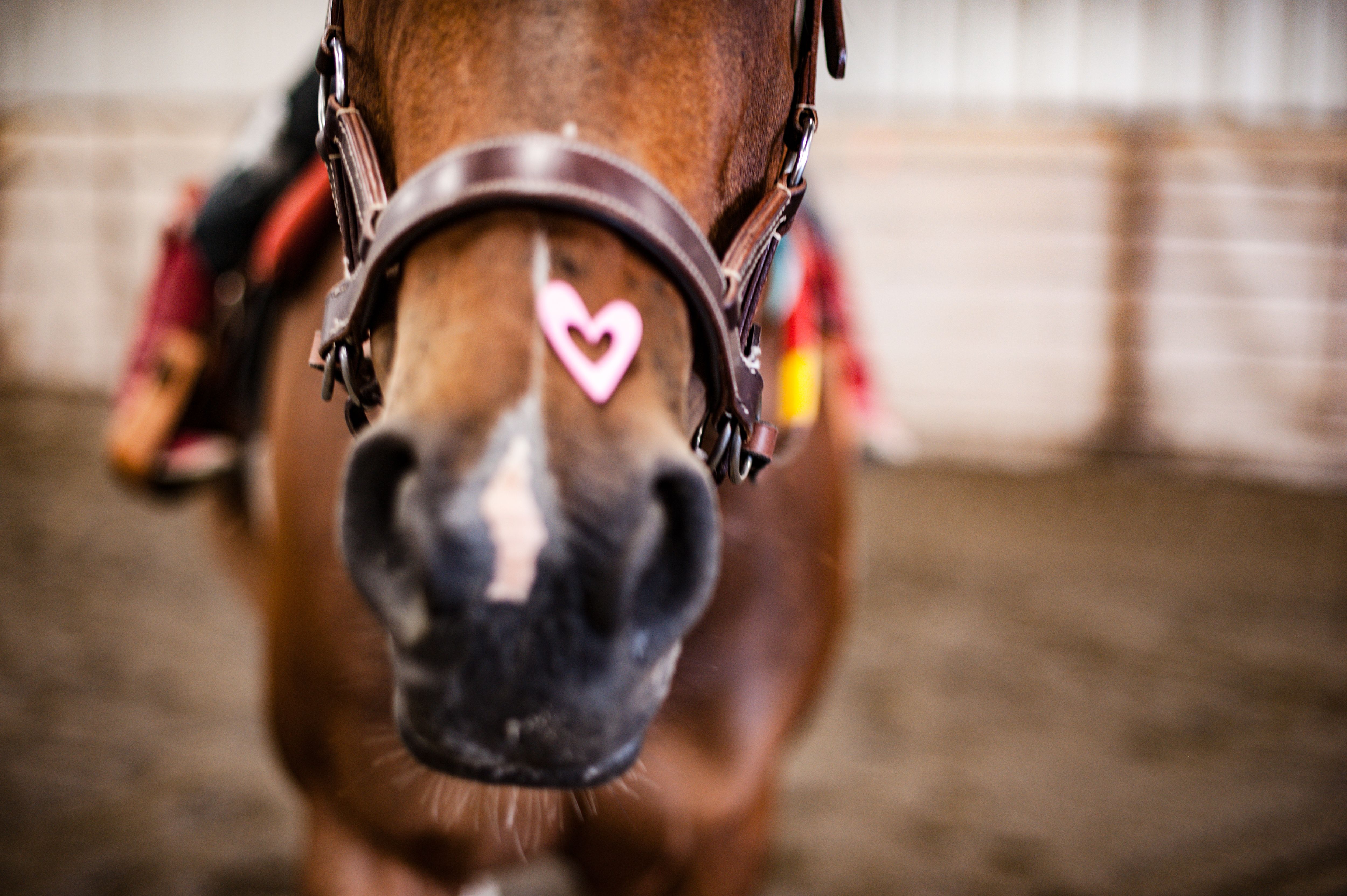 Heart Sticker on Windhorse Program Horse Nose