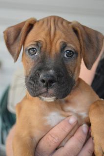 Talia - ADOPTED