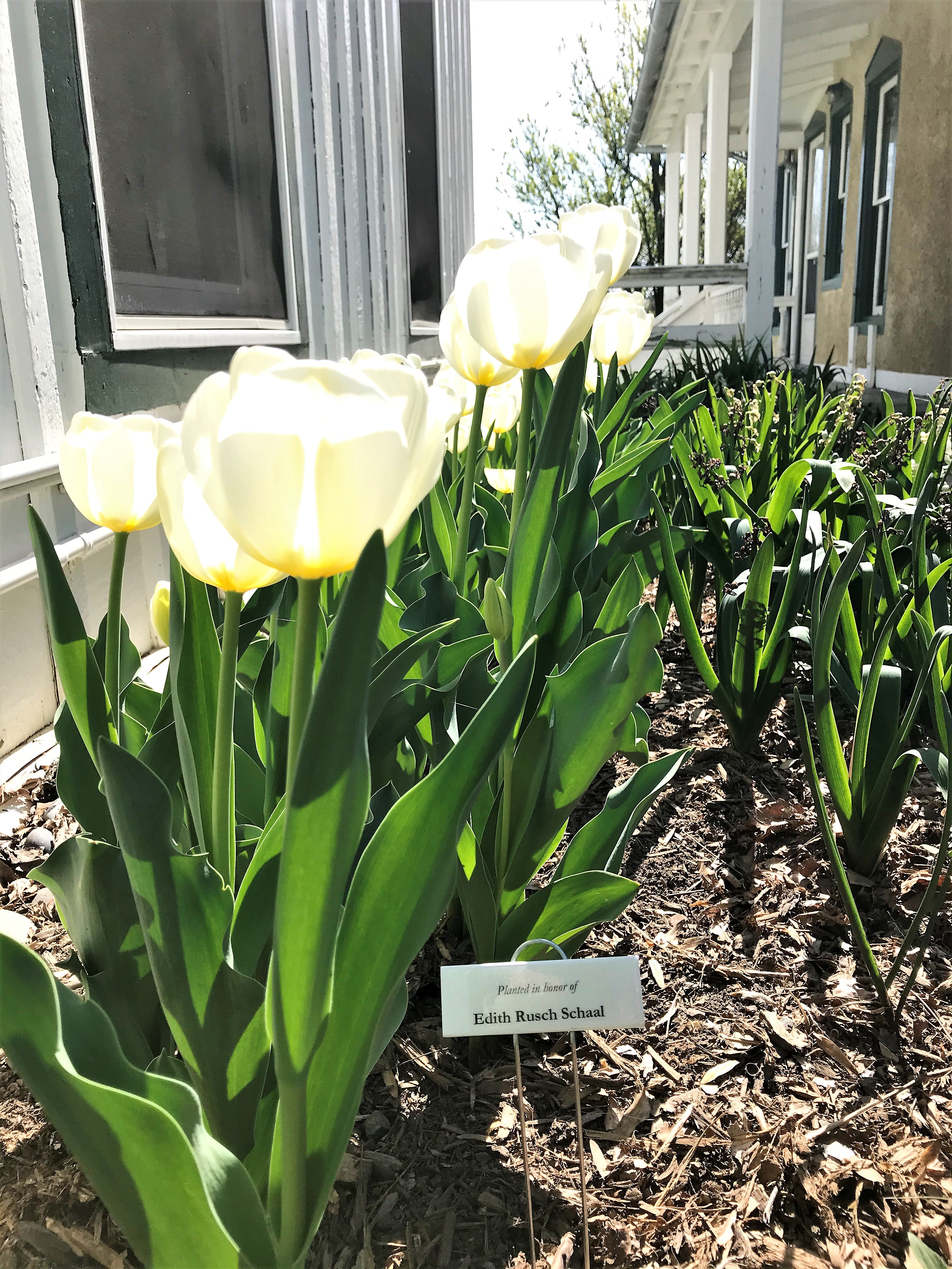 Give the gift of a named flower bed at the Morven Park Coach House Complex!