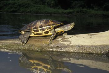 Photo of a red eared slider turtle on a log