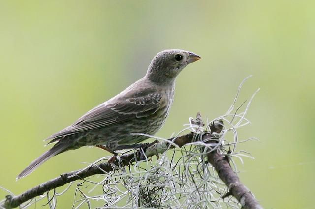 Brown-headed Cowbird